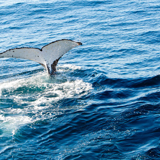 Whale-diving.jpeg