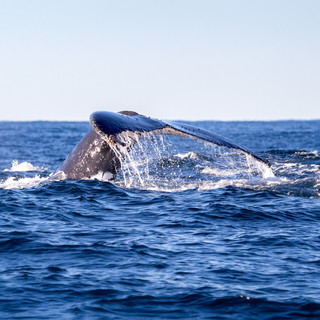 Whale-diving.jpeg