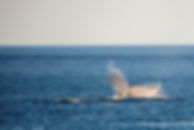 AdobeStock_92416501.jpeg