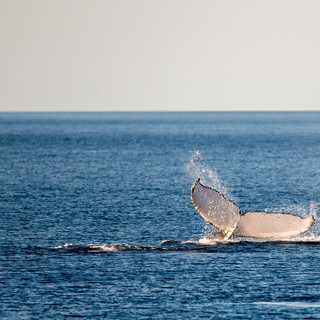 Whale-watching-tour-noosa.jpeg