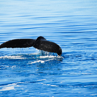 noosa-whales.jpeg