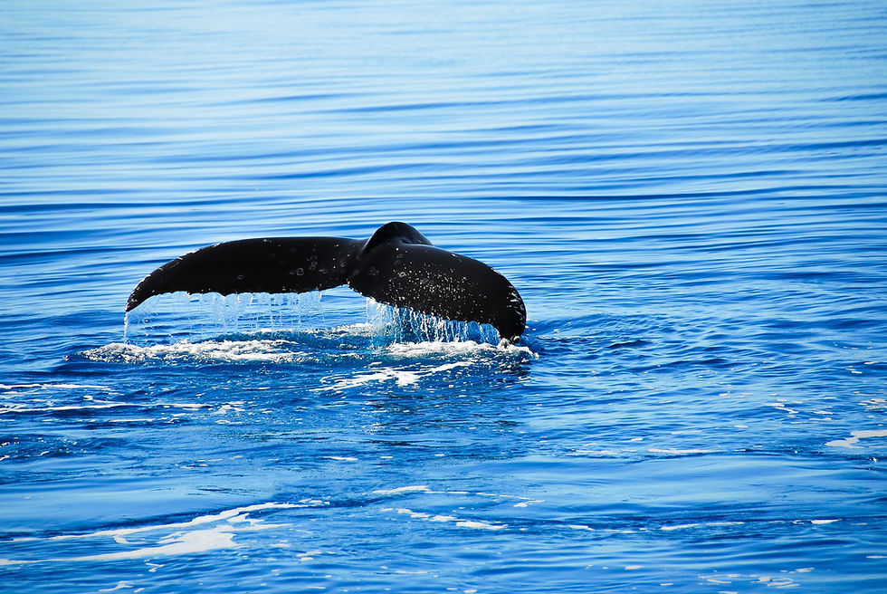 noosa-whales.jpeg
