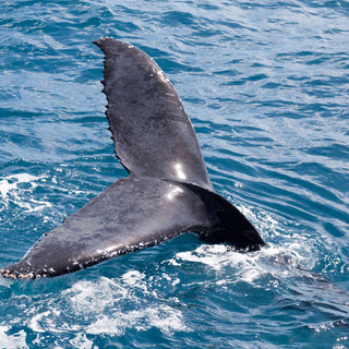 whale-tail.jpeg