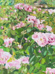 Pink Roses in Queen Mary's Rose garden at Regent's Park