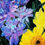 Thumbnail: Violet blue flowers and orange yellow flowers