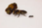 leafcutter_pteromalus_cocoon3.jpeg