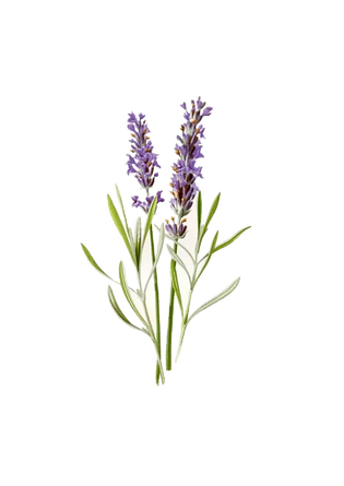 lavanda.png