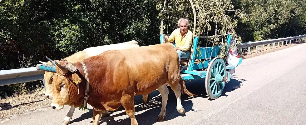 carro a buoi
