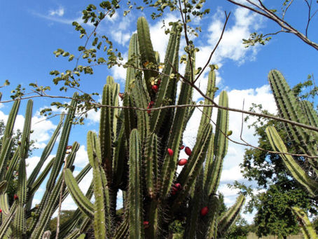 Bactéria encontrada no mandacaru ajuda plantas a tolerar a seca