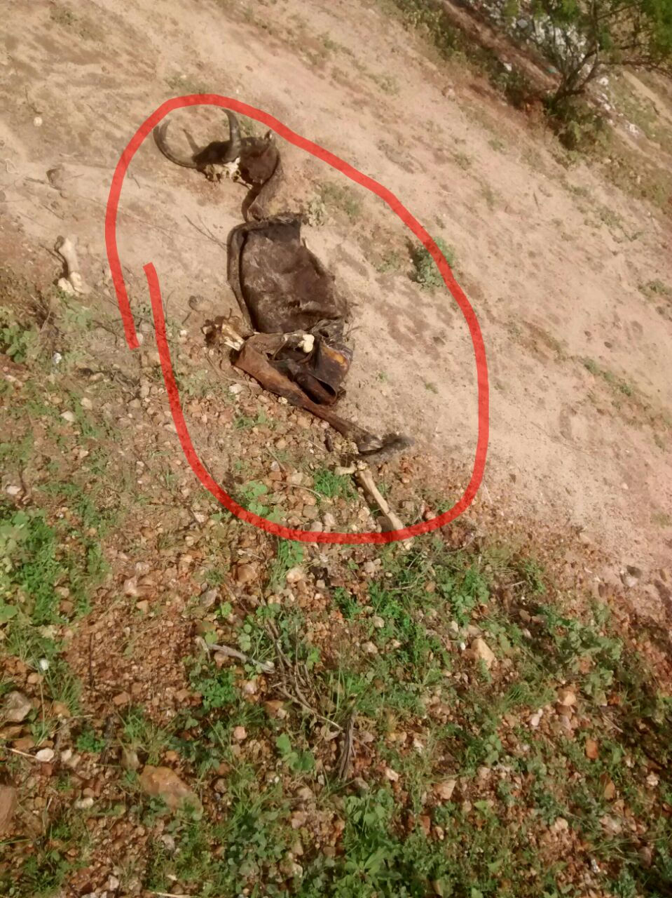 Foto: Animal morto (crédito: cedido por Ângela)