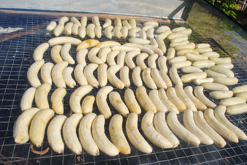 Foto: Bananas usadas por Maria para fazer doces (Crédito: Joel)