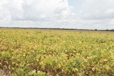 Foto: Plantação com práticas sustentáveis (Divulgação EMBRAPA)
