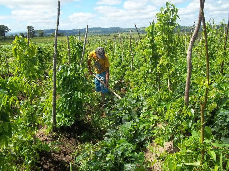 Foto: Práticas agrícolas tradicionais (internet)