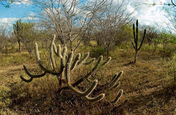 Foto: Caatinga (internet)
