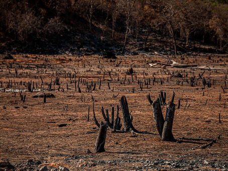 COP26: “Cenário ambiental no Brasil deve continuar crítico; agroecologia”, diz Paulo Pedro