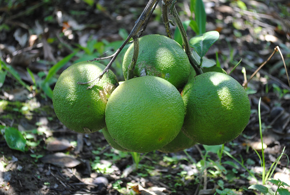 Foto: Laranja produzida nos assentamentos (crédito: Joel)