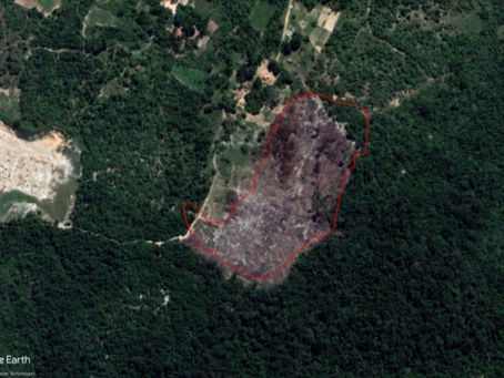 Desmatamento da Mata Atlântica avança em três estados do Nordeste