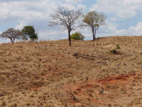 Áreas suscetíveis à desertificação no Semiárido são agora quase desérticas
