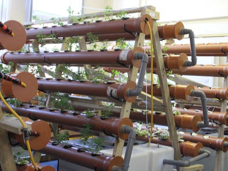 Agricultura urbana poderia cultivar frutas e vegetais para 15% da população