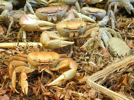 Guaiamum é uma espécie ameaçada de extinção e terá uma regulamentação para seu uso sustentável