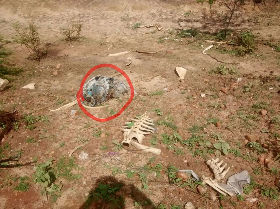 Foto: Restos plásticos de dentro do animal morto (crédito: cedido por Ângela)
