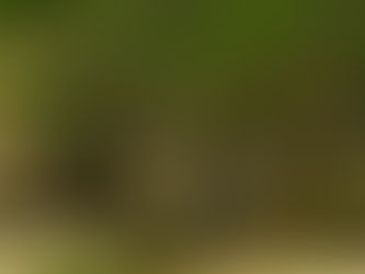 Cresce o risco de desertificação da Caatinga