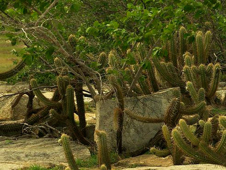 Cresce o risco de desertificação da Caatinga