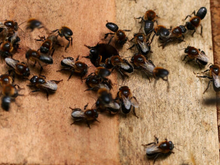 Evento destaca importância ambiental e sociocultural da Meliponicultura