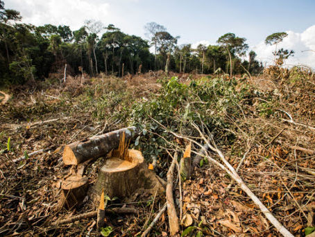 Compra de terras em larga escala por investidores estrangeiros eleva desmatamento em zonas tropicais