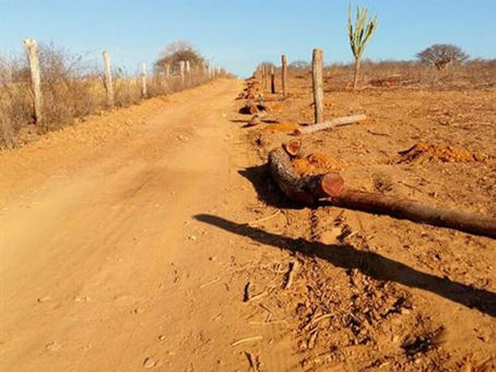 Ibama flagra crime ambiental em Petrolina, Afrânio e Bodocó