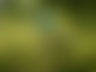 ‘No Clima da Caatinga’ inicia nova fase de ações para conservação