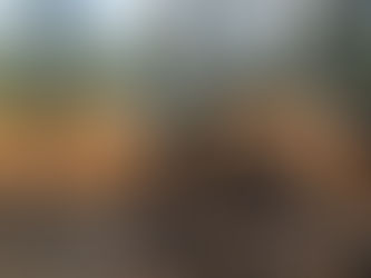 Projeto apoiará produção de carvão vegetal sustentável
