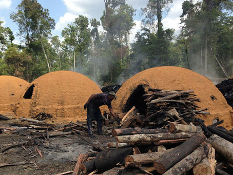 Projeto apoiará produção de carvão vegetal sustentável
