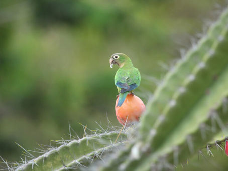 Caatinga precisa ser conhecida, valorizada e respeitada