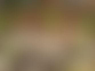 Conheça um sistema natural para tratar o esgoto desenvolvido por um Engenheiro brasileiro