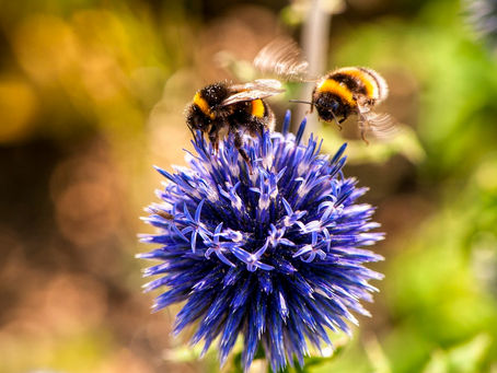 Espaços verdes urbanos podem ajudar os polinizadores – novas pesquisas fornecem recomendações básica