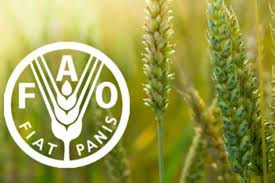 Projeto Redeser da FAO investirá 3,9 milhões de dólares em sustentabilidade na caatinga