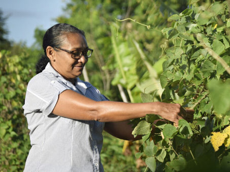 Agricultura familiar e pequenos negócios ajudam a combater a insegurança alimentar no NE