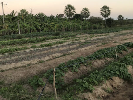 Agricultura Familiar vem dando seu jeito para sobreviver na pandemia.
