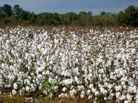 Algodão agroecológico é aposta de sustentabilidade e geração de renda para agricultores familiares