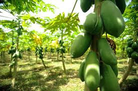 Estudo aponta que trabalhadores de lavouras de frutas no Nordeste vivem na pobreza