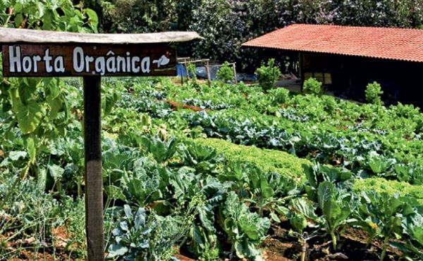 Foto: Horta orgânica (crédito: Olhar direto)