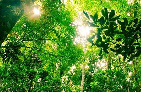 Natureza sistêmica da realidade e sustentabilidade