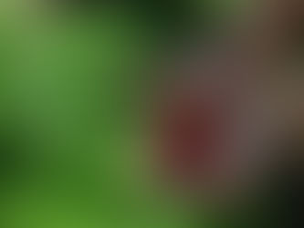 Iniciativas ampliam comercialização de alimentos agroecológicos no São Francisco