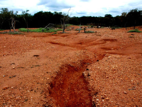 O que pode ser feito para impedir a desertificação em áreas de Caatinga