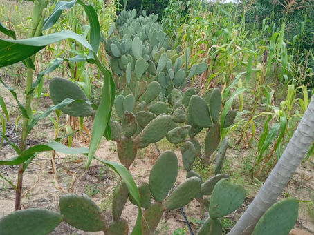 Reúso de água cinza aumenta segurança hídrica, favorece produção animal e preserva o meio ambiente.