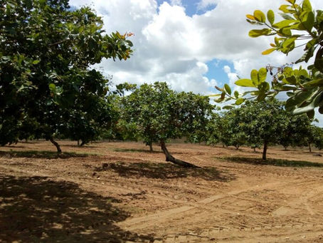 Agricultores familiares do CE e do PI receberão 1,2 milhão de mudas de cajueiro-anão