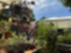 Plant Sale 2026