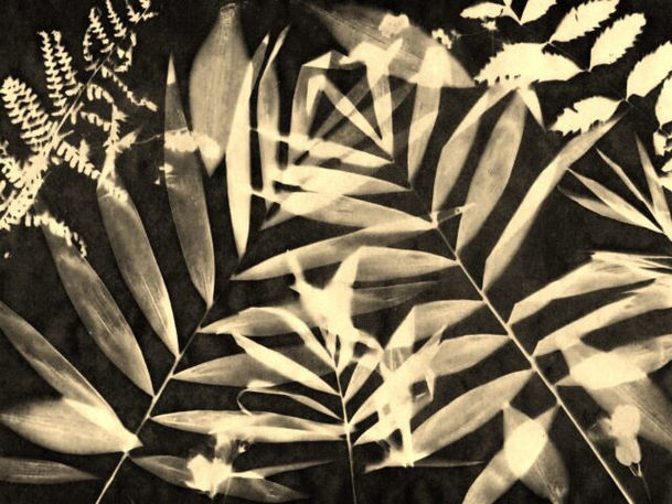 CYANOTYPE-4b-midnight-in-the-Garden-of-Eden-BW-Cyanotype-Print-Copy-Copy-2-scaled-e1615740