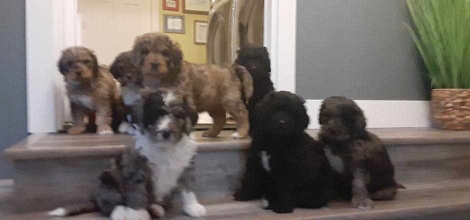 allpups3.jpg
